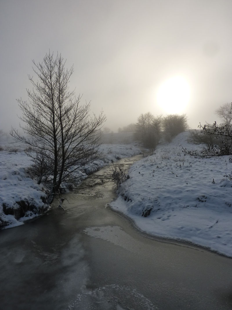 Misty Fields